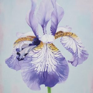 Adressi: Iiris