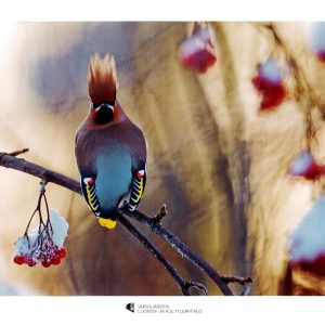 Juliste (42x29,7cm): Pystytukkatilhi