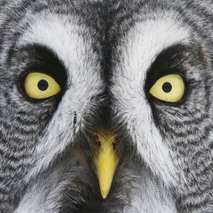 Taidepostikortti (iso): Metsäpöllön katse (lapinpöllö)