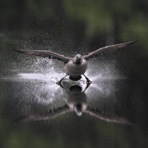 Taidepostikortti (iso): Lyhyt kiitorata