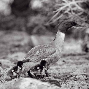 Taidepostikortti (iso): Tahdissa mars