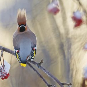 Joulukortti A6: Pystytukkatilhi