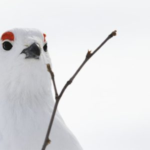 Joulukortti A6: Lähitutkielma riekosta