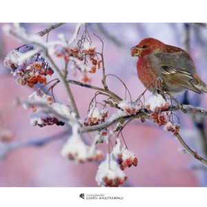 Juliste (42x29,7cm): Taigametsän kanta-asukas