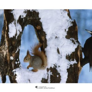 Juliste (42x29,7cm): Tutut tapaavat