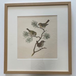 Ferninand von Wright, käsin väritetty vedos (kehystetty)