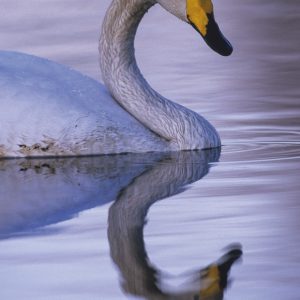 Taidepostikortti: Klassista kauneutta