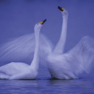 Taidepostikortti: Sinisen yön laulu