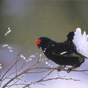 Taidepostikortti (iso): Pääsiäisherkku