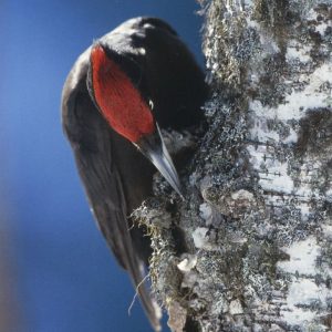 Taidepostikortti (iso): Punalakki