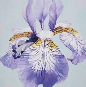 Taidepostikortti: Iiris