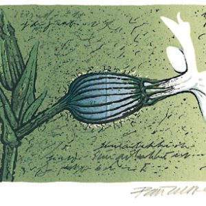 Kanerva, Raimo: Siniailakki