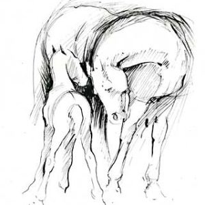 Torkkeli, Tiina: Tamma ja varsa